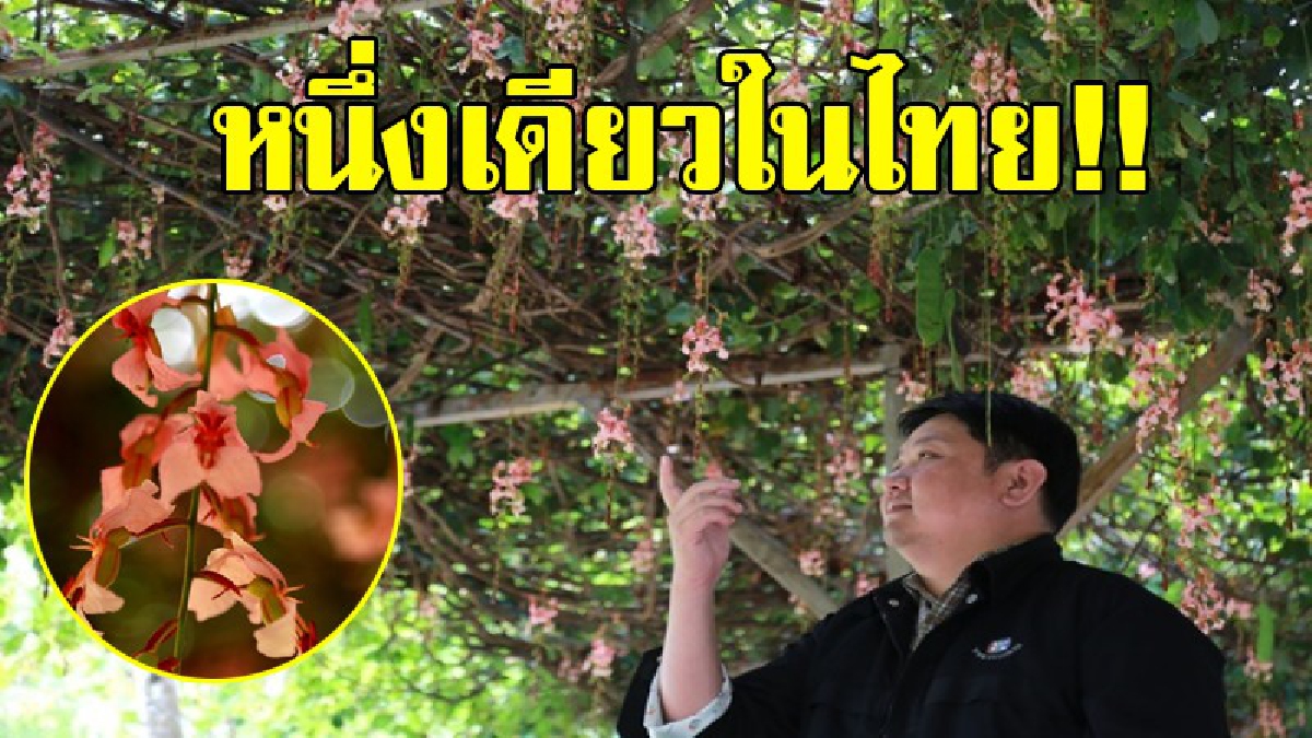 หนึ่งเดียวในโลก!! ดอกสร้อยสยาม พรรณไม้เฉพาะถิ่น กำลังออกดอกเบ่งบาน "สีชมพู" อร่ามตา ต้องมาแวะชม ที่สวนพฤกษศาสตร์บ้านร่มเกล้า..!?