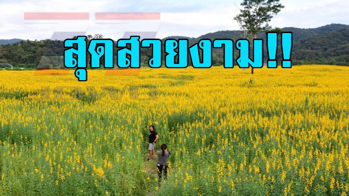 แลนด์มาร์คแห่งใหม่..!? สุดฟิน เหลืองอร่ามเต็มทุ่งเชียงราก เนรมิตที่ดินสาธารณะ เป็นแหล่งเที่ยวใหม่ตื่นตาตื่นใจ..!! (คลิป)