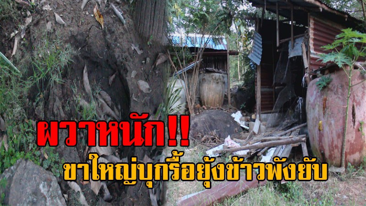 พังยุ้งขโมยข้าวเปลือก..!? ขาใหญ่ทับลานรุกคืบ พังถล่มยุ้งข้าวชาวบ้านพังยับ เตรียมระดมพลกำลังตั้งรับด่วน!!! (มีคลิป)