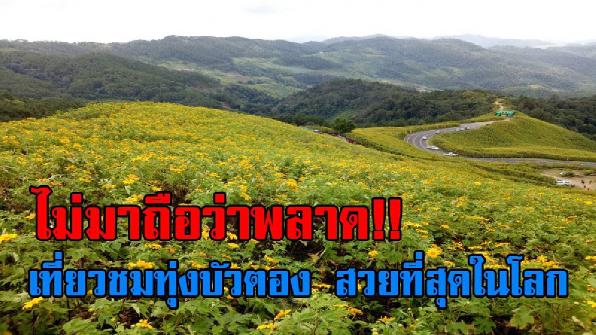 ไม่ไปไม่ได้แล้ว..!! เก็บกระเป๋าเดินทางมาท่องเที่ยว "ทุ่งบัวตอง" สวยงามที่สุดในโลก เหลืองอร่าม เต็มยอดดอยแม่อูคอ (ชมคลิป)