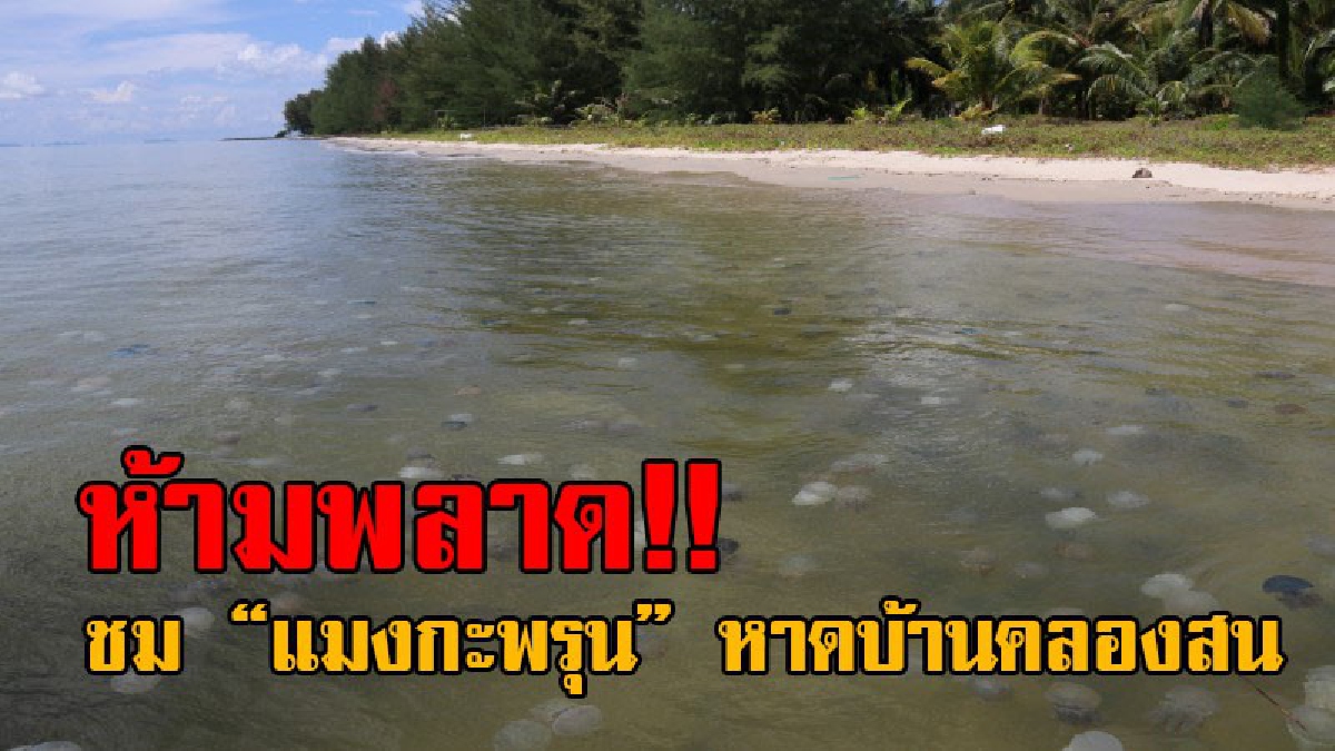 อย่าช้าเดี๋ยวหมด..!! แมงกะพรุน เต็มหาดบ้านคลองสน ชวนสายเที่ยวมาชมความสวยงาม ถ้าอยากดู..บอกเลยห้ามพลาดเด็ดขาด!? (มีคลิป)