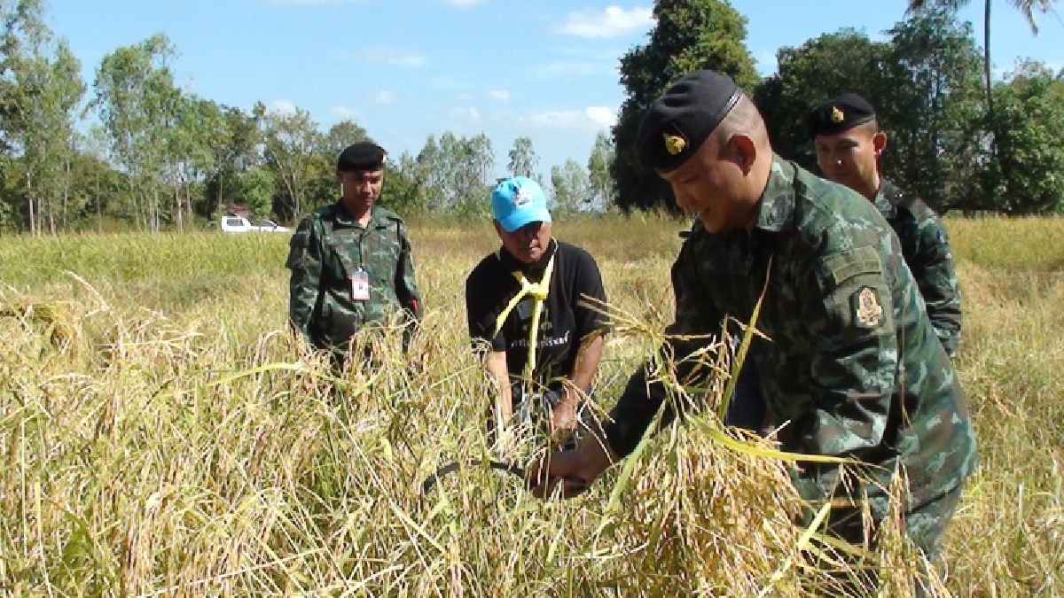 ยโสธร..!! ผู้บังคับกองพันทหารราบที่2 กรมทหารราบที่16 ค่ายบดินทรเดชา นำทหารวางปืนจับเคียว เกี่ยวข้าวช่วยเหลือเกษตรกรชาวนา