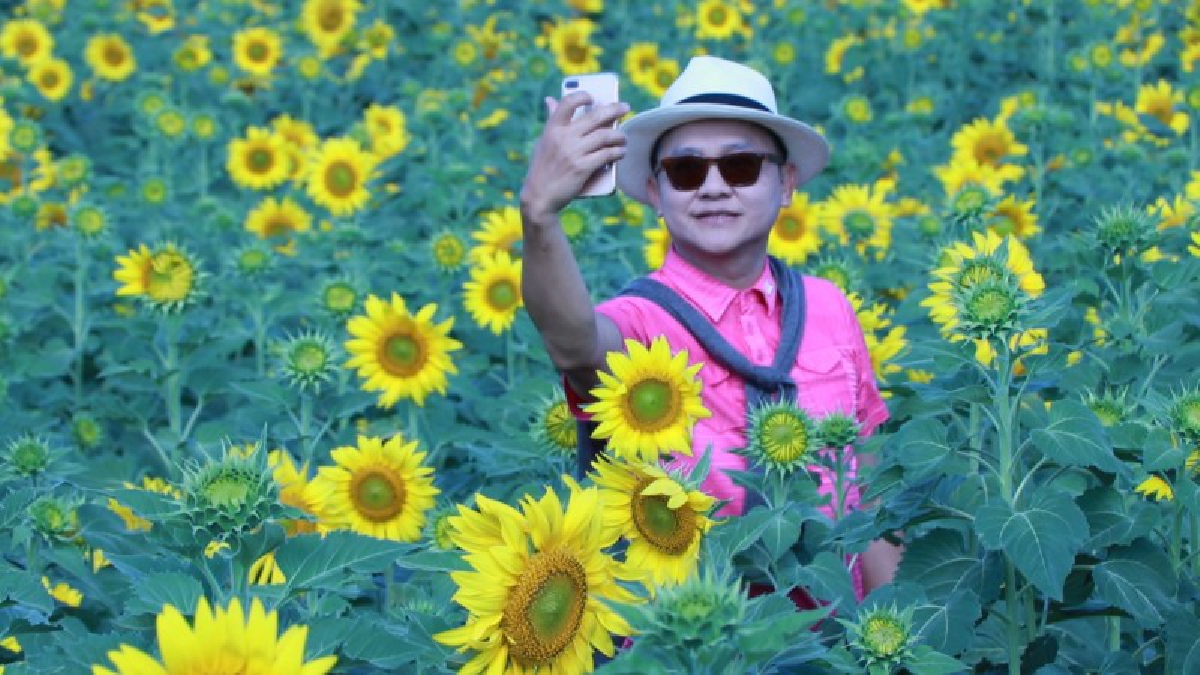 ความสวยงามที่ธรรมชาติมอบให้..!! บานแล้วทุ่งทานตะวัน รอรับนักท่องเที่ยวที่จะมาสัมผัสความสวยงาม..!?