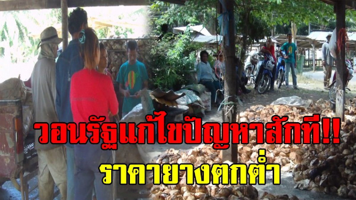 รัฐบาลช่วยหน่อย..!? ชาวกระบี่เรียกร้องให้รัฐบาล แก้ปัญหาราคายางพาราตกต่ำอย่างจริงจังาักที..!!