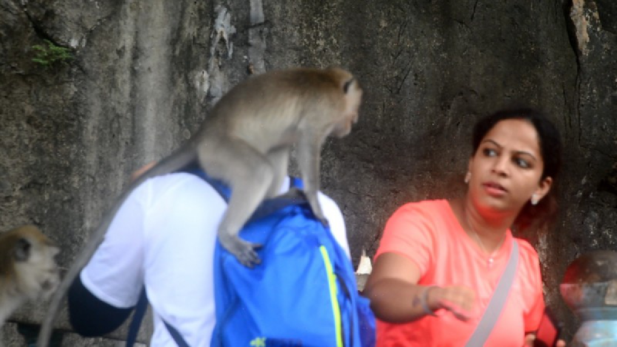 #เตือนด่วน..!! นทท.โปรดระวังลิงวัดถ้ำเสือวิปัสสนา แย่งสิ่งของหรือทำลายทรัพย์สิน ให้ระมัดระวังเอาไว้..!?
