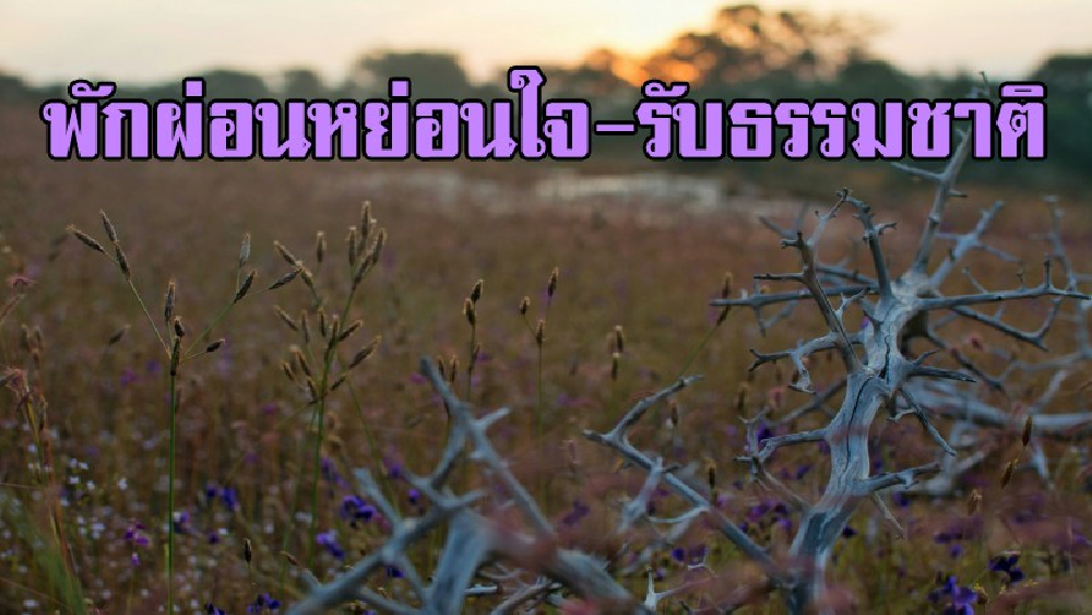 คิดจะพัก..แนะนำที่นี่!! วันหยุดพาครอบครัวไปสัมผัสอากาศหนาว ชมความงาม ถ่ายภาพทุ่งดอกหญ้า ที่วนอุทยานภูสิงห์ ภูผาผึ้งกัน สวยงามสุดๆ..!?