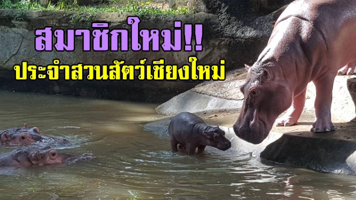 สวนสัตว์เชียงใหม่เฮ..!! ได้สมาชิกเกิดใหม่ "ลูกฮิปโปโปเตมัส" สุดน่ารัก จำนวน 1 ตัว ยังไม่ทราบเพศ..!?
