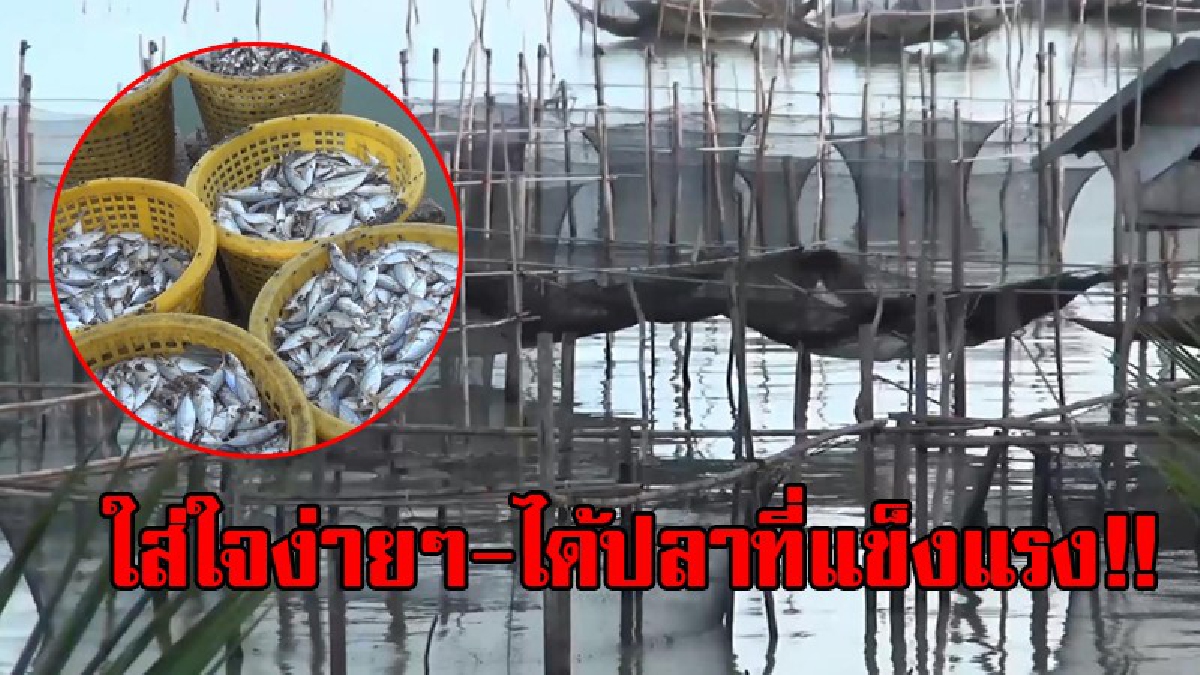 เลี้ยงปลากะพงขาวยังไงให้สุขภาพดี..!? เกษตรกรผู้เลี้ยงปลากะพงขาวในกระชัง ให้มีสุขภาพดี โดยนำอาหารเม็ดเข้ามาเสริมอาหารสด เพื่อปลาให้แข็งแรง..!