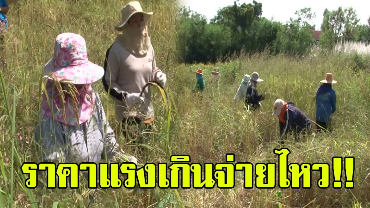 ราคาแรงเกินจ่าย!! เกษตรกรขาดคนงานเกี่ยวข้าวหลังค่าแรงสูงถึงวันละ 450 บาท ซึ่งไม่มีเงินค่าจ้างคนเกี่ยวข้าวจึงอาศัย "ร่วมแรงร่วมใจ" ช่วยกัน!?