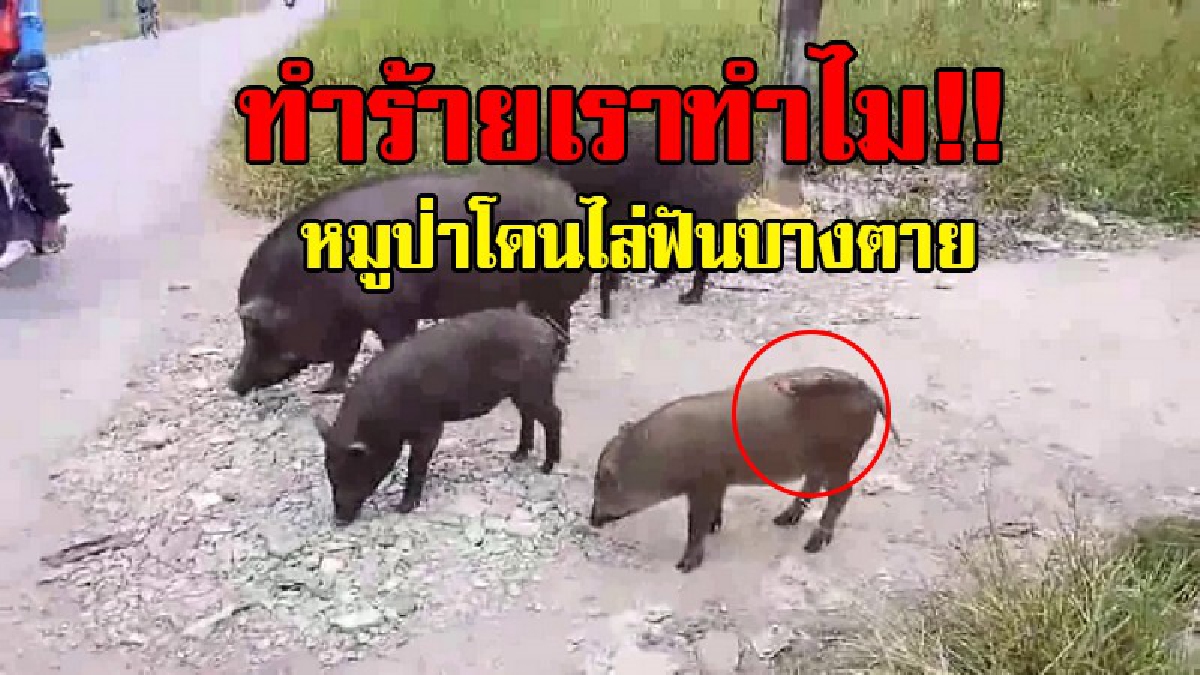 ใจร้ายเกินไปมั้ย..!! สุดหดหู่ใจ "ลูกหมูป่า" ในชุมชนใต้ทางด่วนแจ้งวัฒนะ ถูกคนใจร้าย ไล่ฟันเกือบตาย..!?