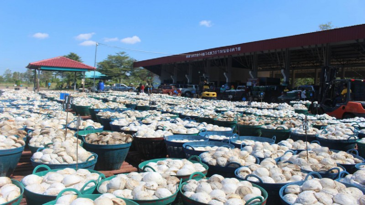 สำนักงานตลาดกลางยางพาราหนองคาย การยางแห่งประเทศไทย เปิดหน่วยธุรกิจตลาด (BU) เพื่อยกระดับรายได้ของเกษตรกร และชี้นำราคายางก้อนถ้วย