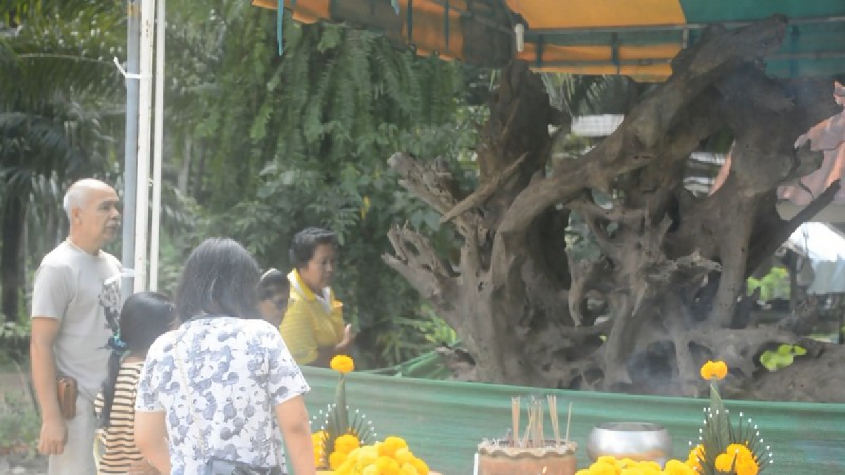 ชาวบ้านแห่ขอหวยต้นตะเคียน พบส่วนรากคล้ายพญานาค 9 เศียร ได้เลขเด็ดไปเพียบ งวดนี้ทุ่มสุดตัว (ชมคลิป)