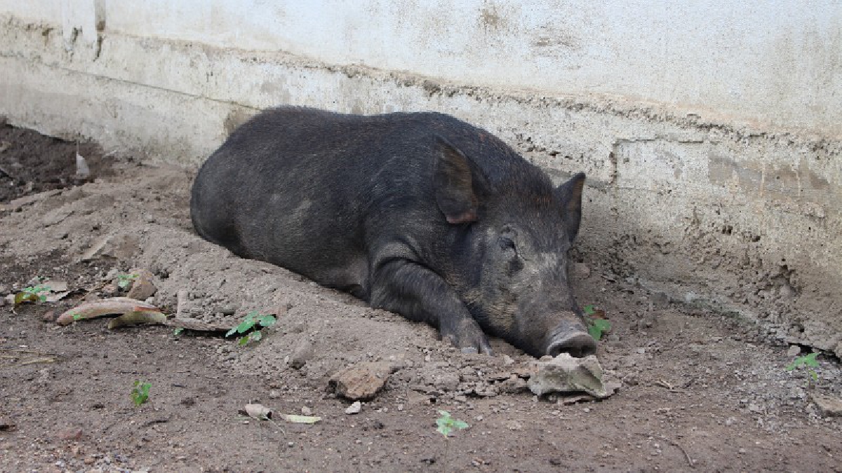 ชาวหลุมดิน เมืองราชบุรีโพสต์ภาพผ่านเฟซบุ๊ค ขณะหมูป่าตัวใหญ่ออกหากิน คุ้ยเขี่ยเศษอาหารหน้าบ้าน สร้างความเดือดร้อน วอนจนท.เร่งจัดการ