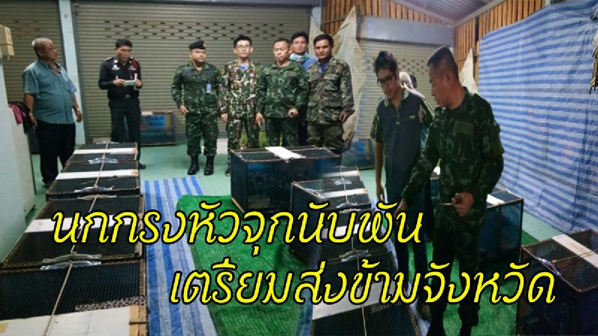 ผวจ.แพร่ สนธิกำลังหลายหน่วยงาน บุกยึดนกกรงหัวจุกเกือบพันตัว ซุกเต็มบ้านสวน เตรียมส่งออกข้ามจังหวัด (ชมคลิป)