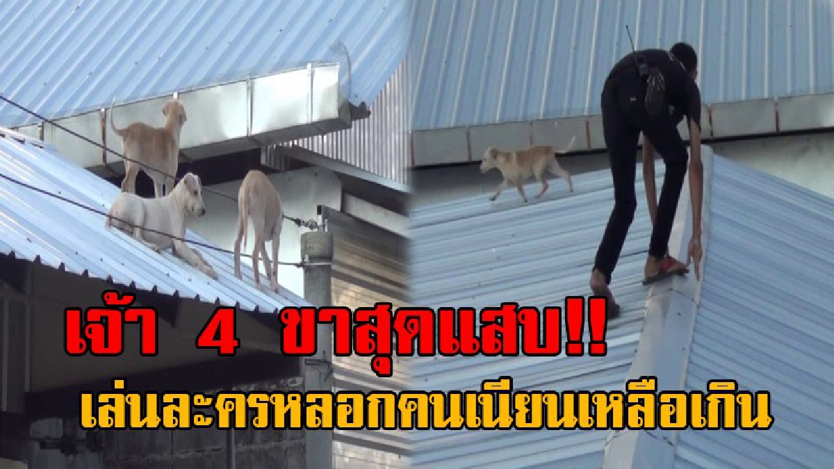 โดนแม้กระทั่งหมาหลอก..! กู้ภัยสุดเซ็ง เจอลูกสุนัข 3 ตัว หลอกให้ปีนขึ้นหลังคา หวังขอความช่วยเหลือ งานนี้สร้างวีรกรรมไว้แสบจริงๆ!? (คลิป)