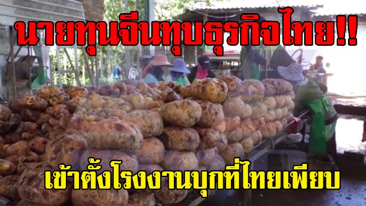 วิกฤตโรงงานไทย.!? นายทุนชาวจีนทะลักตั้งโรงงานรับซื้อบุกเพียบ ปั่นราคาจนโรงงานบุกไทยเจ๊ง..!!