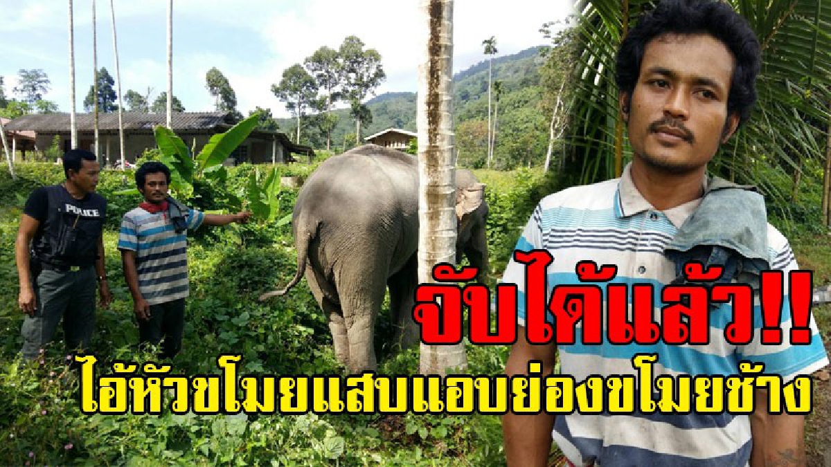 หนีไม่รอด!! วิ่งจับกันระทึก จนท.กว่า 15 นายกระจายกำลังออกตามหา ผู้ต้องหาขโมยช้าง สุดท้ายเจอตัวโดนรวบ สารภาพสิ้นขโมยช้างมานาน 3 เดือนแล้ว