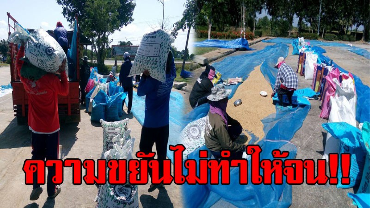 ขยันไม่มีอดตาย!! ชาวบ้านในอำเภอพิมาย ใช้เวลาช่วงเก็บเกี่ยวข้าว ออกมารับจ้าง "กรอกข้าวเปลือกใส่กระสอบ" หารายได้เสริม..!? (ชมคลิป)