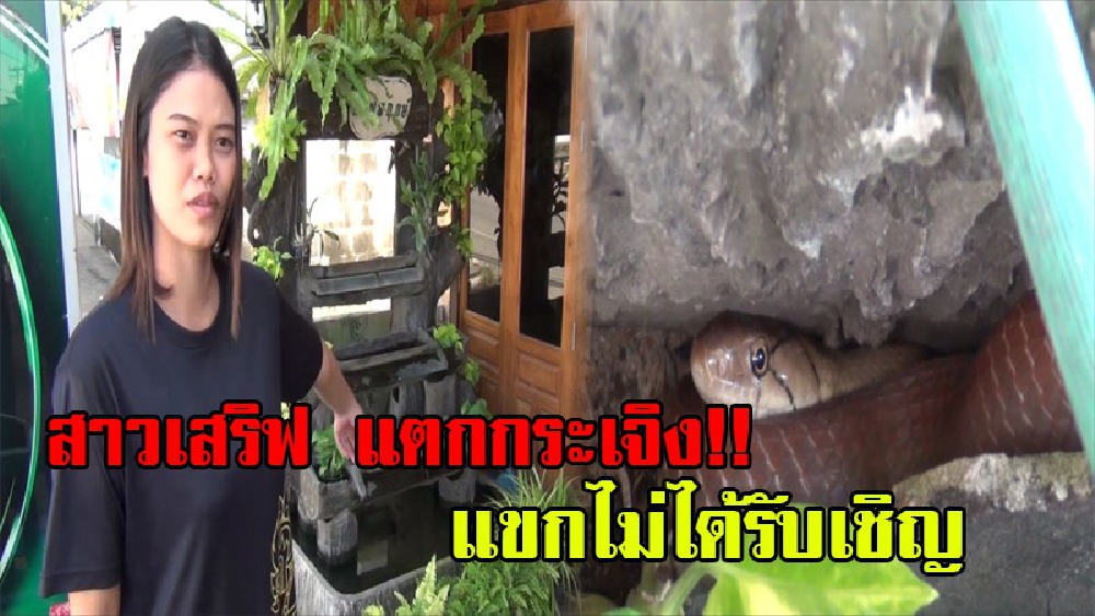 สาวเสิร์ฟแตกกระเจิง มาเก็บของในร้านตอนเช้าพบงูเลื้อยเข้ามาซุกอยู่หลังน้ำตกจำลองหน้าร้านอาหารดังแจ้งกู้ภัยช่วยจับปล่อยคืนสู่ธรรมชาติ