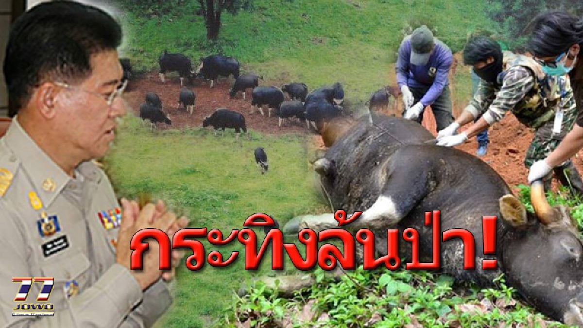 ผู้ว่าฯโคราชเตรียมย้าย ”กระทิง” ไปป่าภูหลวง วอนขอเมตตาบิณฑบาตอย่าทำร้ายสัตว์ป่า พร้อมชดเชยพืชผลการเกษตรที่เสียหาย (คลิป)