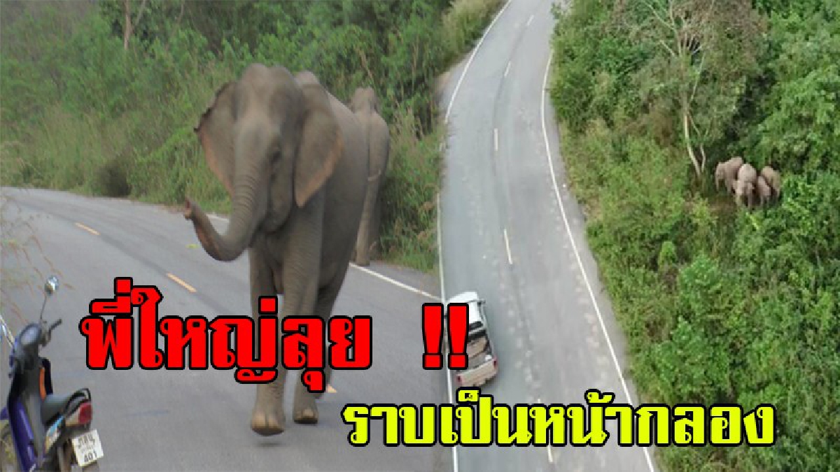 ช้างๆทำไมถึงทำกับฉันได้.....!!! แปดริ้วบูรณาการ กันช้างป่าเจ้า “หูแดง” เข้าพื้นที่ชุมชน-ทำลายพืชผลทางการเกษตร บางรายหมดตัวกินข้าวทั้งแปลง