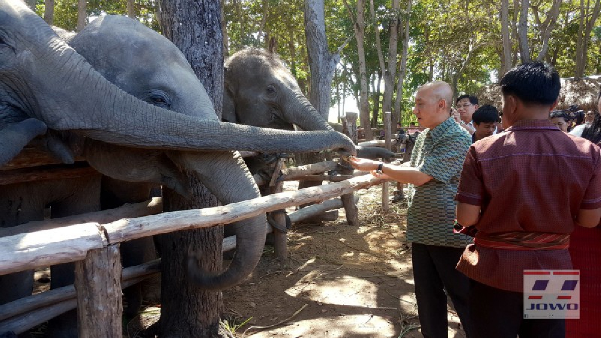 ปลดโซ่ตรวน!! ช้างคืนบ้าน ควาญคืนถิ่น “ขึ้นบ้านใหม่ช้างขุนไชยทอง” ส่งเสริมการท่องเที่ยว และเปลี่ยนวิถีชีวิตของคนเลี้ยงช้าง (คลิป)