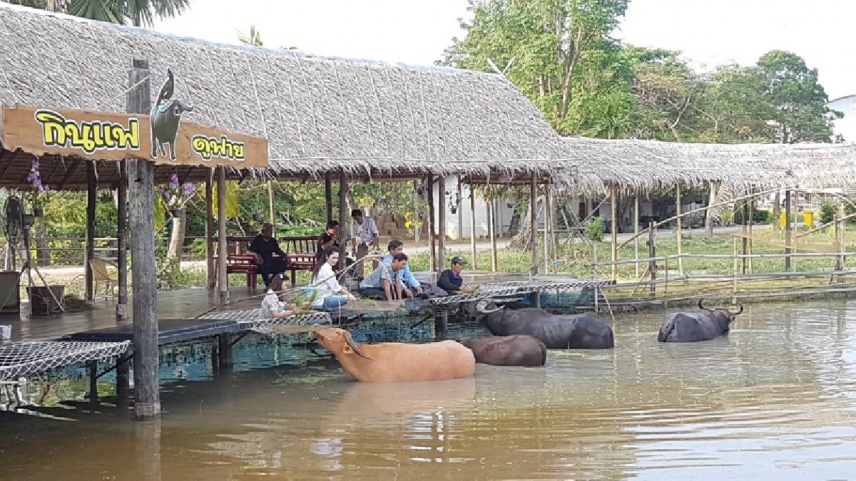 สุพรรณบุรี เชิญเที่ยวหมู่บ้านอนุรักษ์ควายไทยรองรับไทยแลนด์4.0