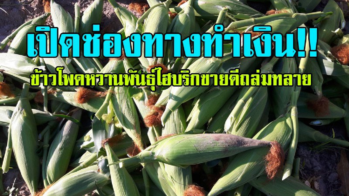 เปิดช่องทางรวย..!! ตัดขายกันแทบไม่ทัน ข้าวโพดหวานพันธุ์ "ไฮบริก" ขายดิบขายดี ลูกค้าต้องการมากยอดสั่งจองถล่มทลาย..!?