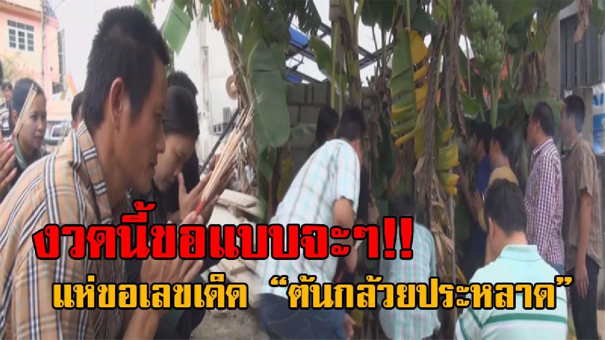 กวาดลอตเตอรี่เกลี้ยงแผง..!! ชาวบ้านแตกตื่น พบต้นกล้วยประหลาด หัวปลีออกลักษณะแปลก แห่ขอเลขเด็ดกันเพียบ ยกมือสาธุงวดนี้ขอให้ถูกแบบตรงๆ!?