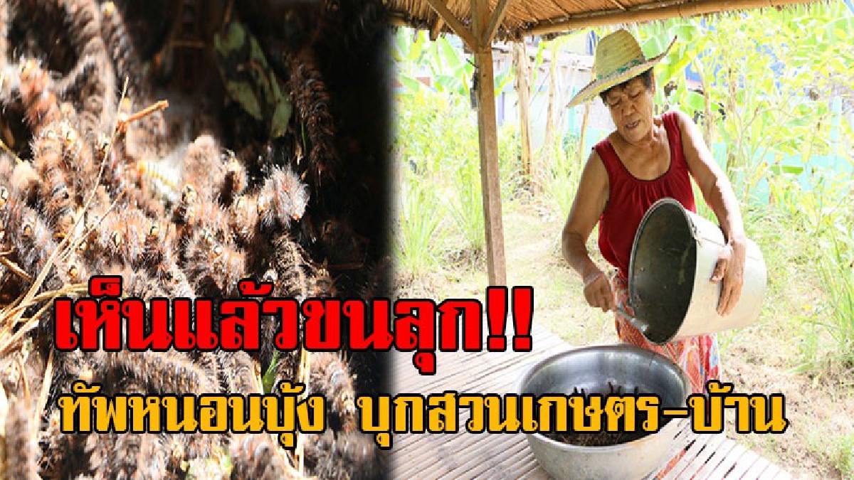 น่าขยะแขยง..!! กองทัพหนอนบุ้งนับพันตัว บุกสวนเกษตร-บ้านเรือน หากสัมผัสคันเกาจนเลือดซิบ วอนผู้เกี่ยวข้องตรวจสอบแนะนำวิธีกำจัด