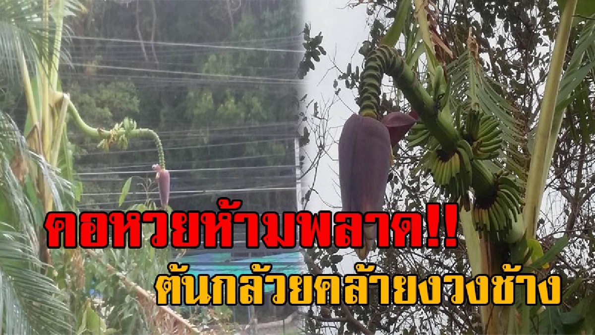 โซเชียบแทบแตก..!! สุดฮือฮา ชาวเน็ตโพสต์รูปกล้วย มีลักษณะคล้ายงวงช้าง โผล่หน้าคลินิกเกาะช้างอินเตอร์ งานนี้แห่ตีเลขเด็ดกันเพียบ!?