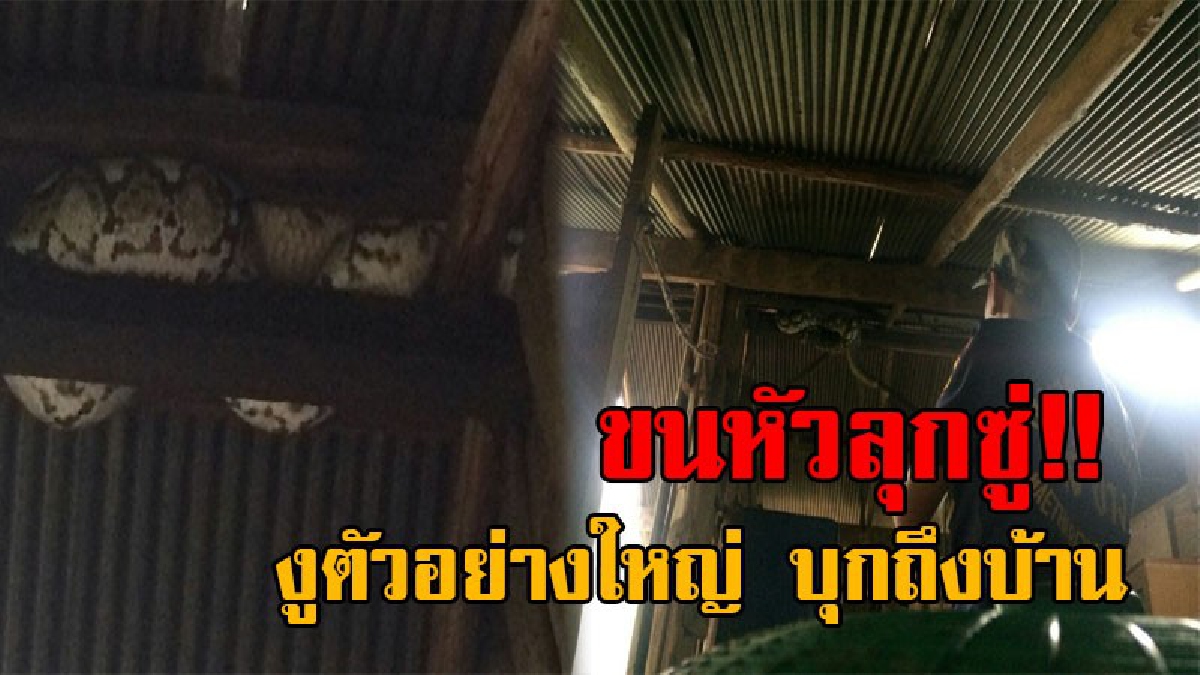 เจอแบบนี้มันสยอง..!! หนุ่มลำปาง นอนอยู่ๆดี ได้ยินเสียงแปลกๆบนหลังคาบ้าน คิดว่าเป็นขโมย ลืมตาขึ้นมาแทบช็อค เจองูตัวอย่างใหญ่!?