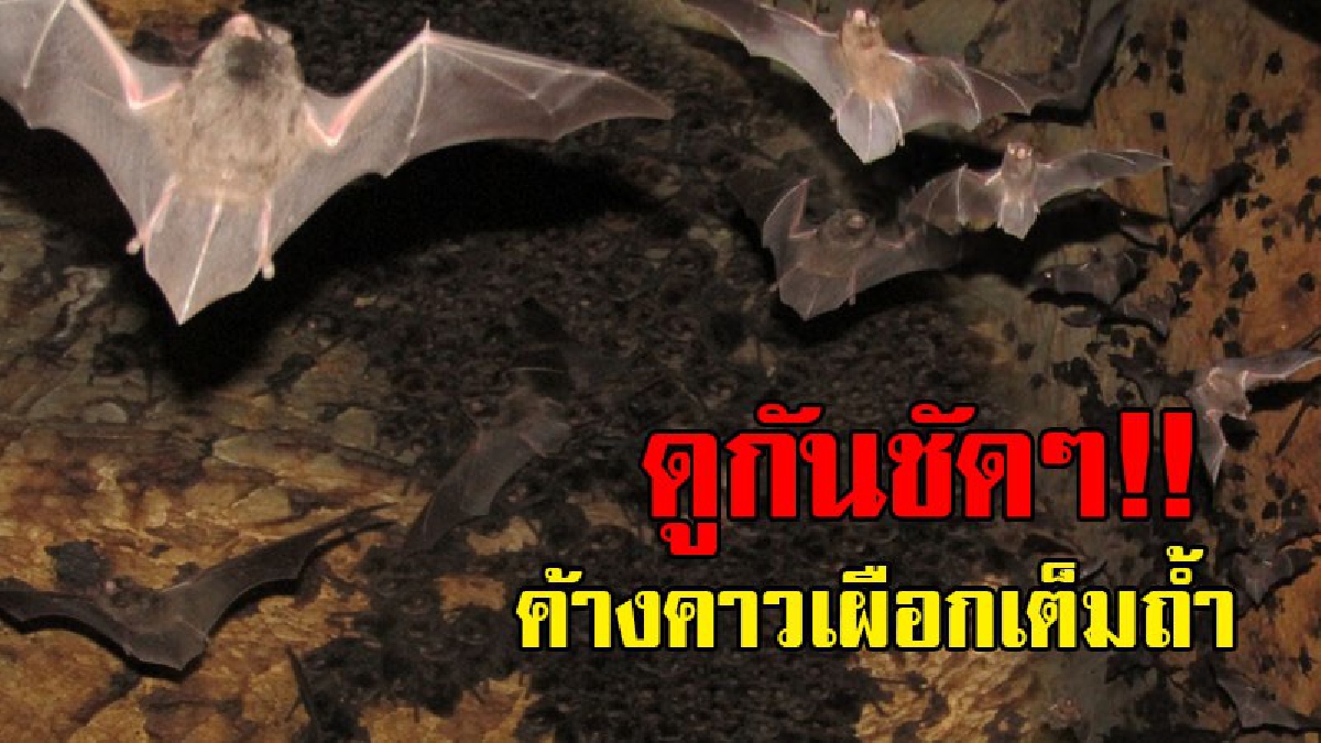 โอแม่เจ้าไม่เคยเจอมาก่อน..!? พบค้างคาวเผือก ในถ้ำหลวงแม่สาบ อ.สะเมิง นักเสี่ยงโชคแห่นับจำนวน เผื่อจะได้เลขเด็ดไปลุ้นโชค..!!