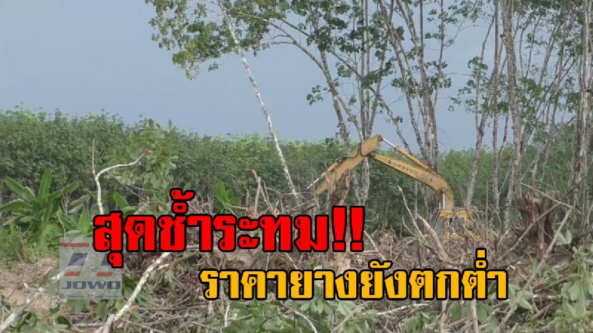 ปัญหาราคายางยังตกต่ำ..!! สวนยางหลายแปลงถูกทิ้งร้างไม่มีคนกรีด เพราะไม่พอรายจ่าย หลายแปลงถูกโค่นยางทิ้ง เพื่อเตรียมปลูกปาล์มน้ำมัน