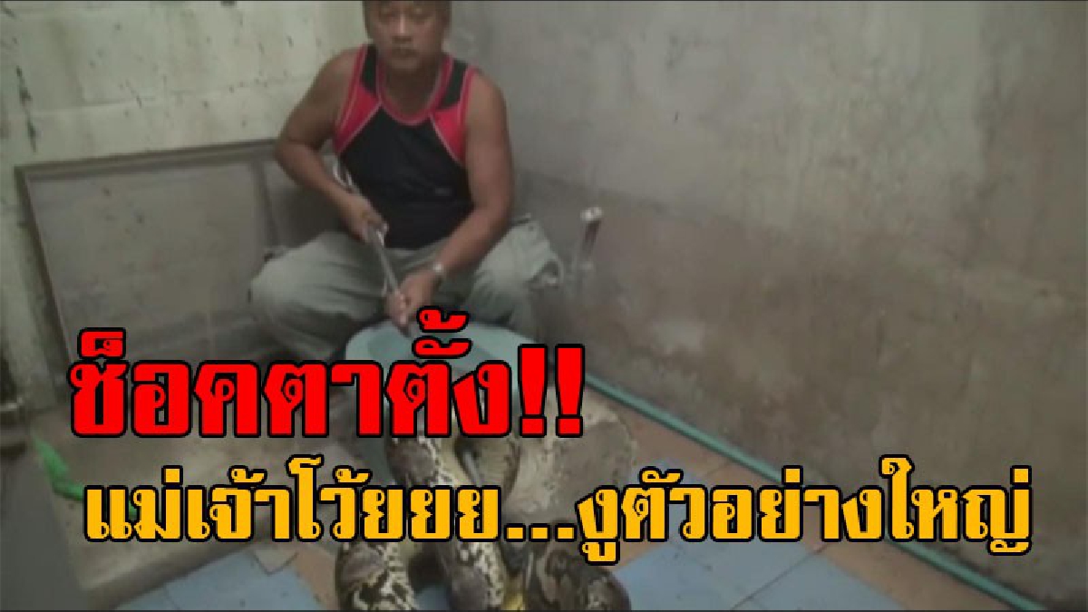เล่นเอาขี้หดตดหาย..! เจ้าของร้านขายนม ตื่นมาเข้าห้องน้ำกลางดึก ถึงกับต้องผวาสุดขีด เจองูตัวอย่างใหญ่ เห็นแล้วขนลุกซู่!? (คลิป)