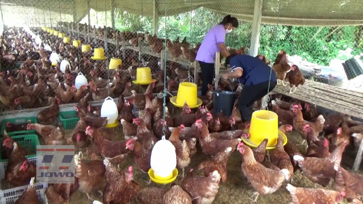 โครงการ9101 เลี้ยงไก่ไข่ ผลตอบรับดีมาก..!! เร่งกำลังขยายตลาดเพิ่ม เพื่อสร้างรายได้ให้ชาวบ้านอย่างยั่งยืน