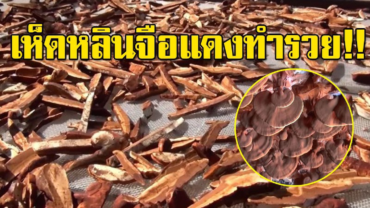 ช่องทางทำเงิน!? เกษตรกรเพาะเห็ดหลินจือแดง เตรียมยื่นเรื่องขอ อย. เพื่อพัฒนาไปอีกขั้น ช่วงปีใหม่ยอดสั่งจองเพียบ..!!