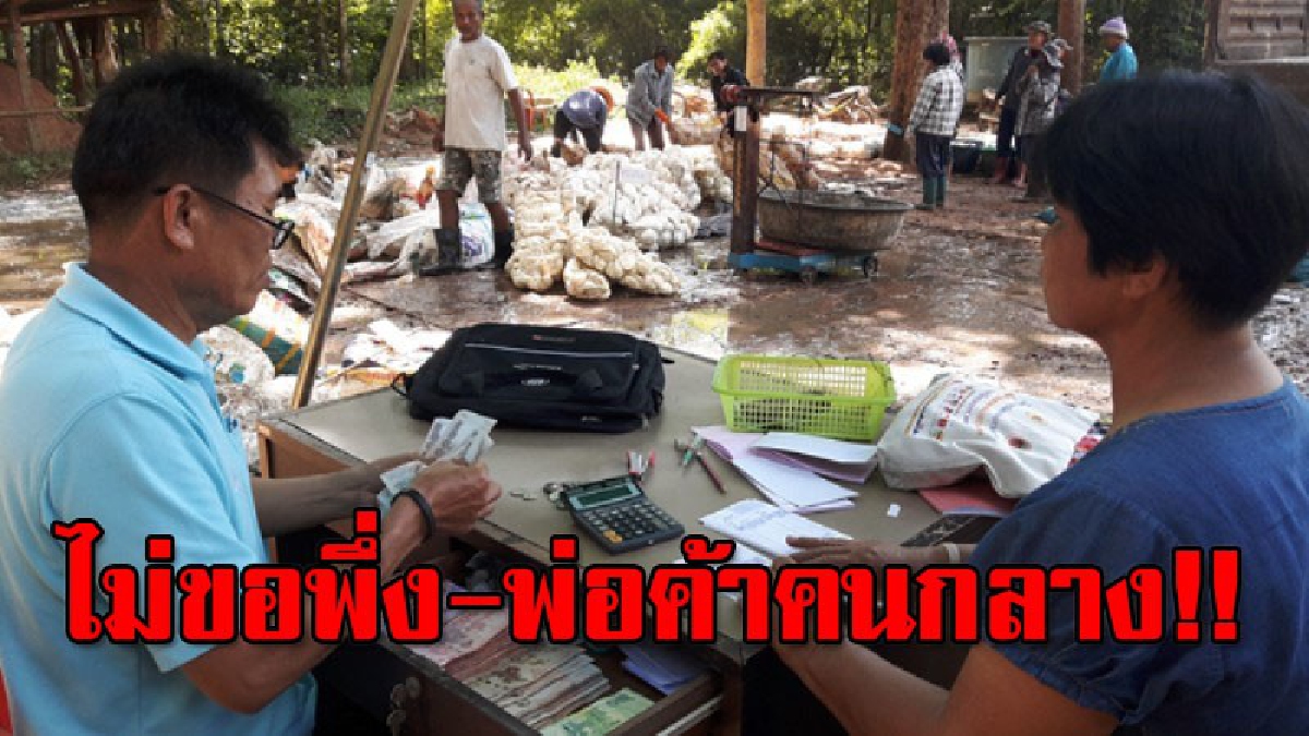 ไม่สนพ่อค้าคนกลางอีกต่อไป!? ชาวสวนยางพาราที่ยโสธร รวมกลุ่มขายยางก้อนถ้วยให้กับบริษัทรับซื้อโดยตรง เพื่อแก้ไขปัญหาราคายางตกต่ำ..!!