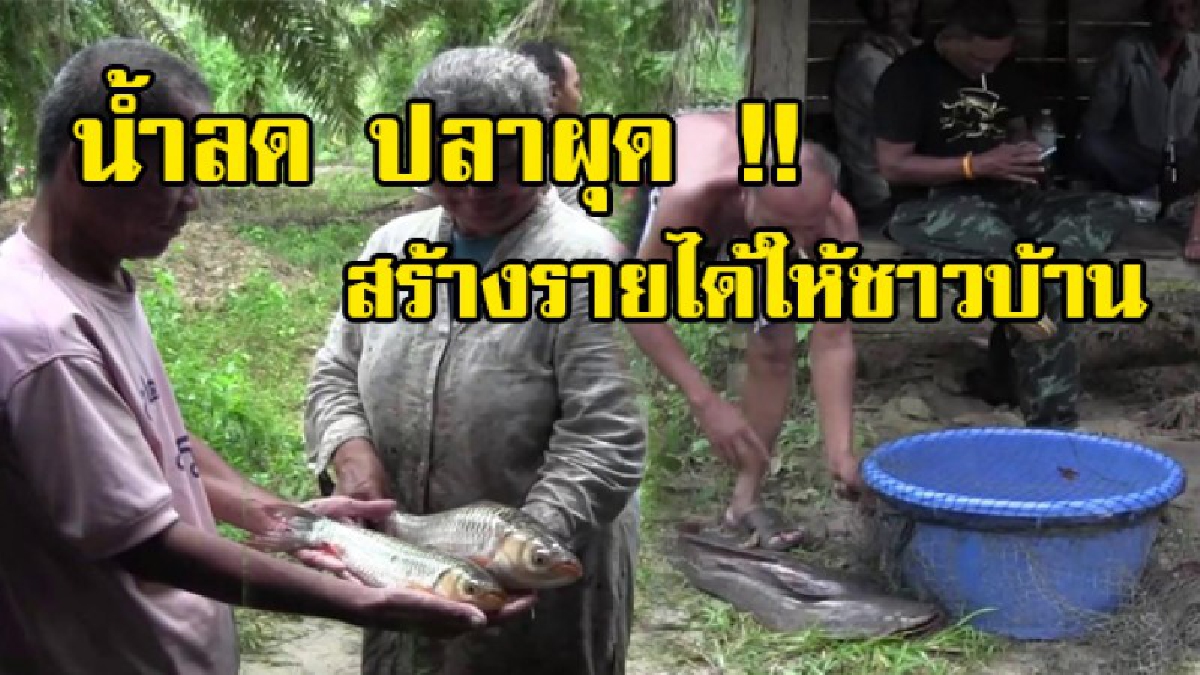 พลิกวิกฤตให้เป็นโอกาส !! กระบี่น้ำลด ชาวบ้านดักปลาด้วยเล่และโพงพาง สร้างรายได้มหาศาล