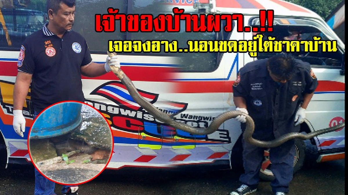 ช็อคตาตั้ง..!! เจ้าของบ้านสุดผวา..เห็นตัวดำ ๆ นอนขดอยู่ พอไปดูใกล้ ๆ พบจงอางยักษ์หลบฝนอยู่..โร่แจ้งกู้ภัย แทบไม่ทัน