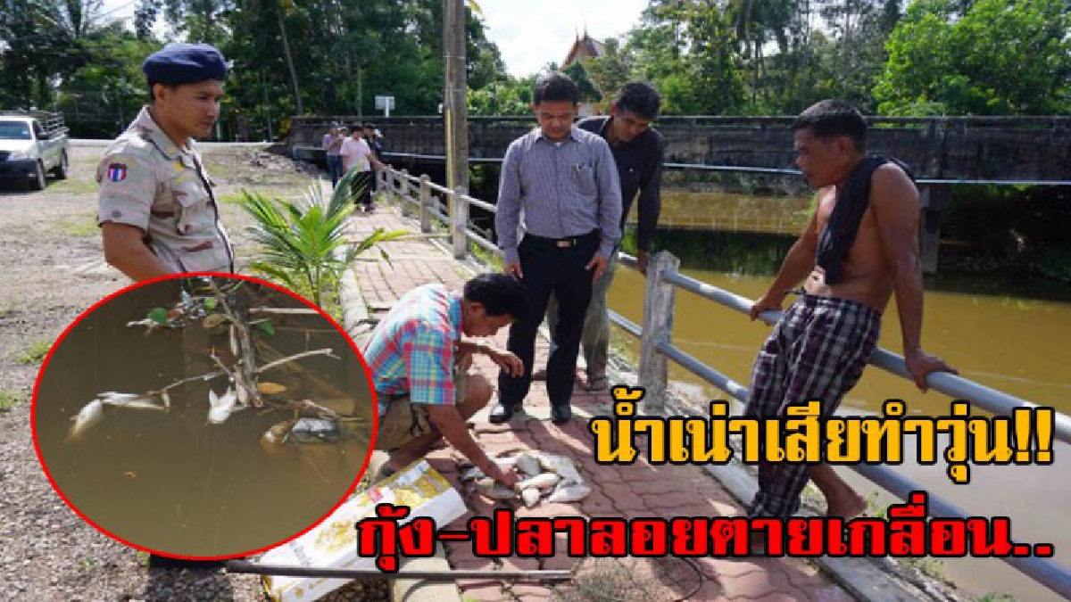 ชาวบ้านกุมขมับ..!! น้ำเน่าทำเสียหายทั้งหมู่บ้าน กุ้ง-ปลาตายเกลื่อน.. คาดคราบน้ำมันปาล์มบนผิวน้ำเป็นเหตุ ระดมแก้ก่อนนากุ้งพัง