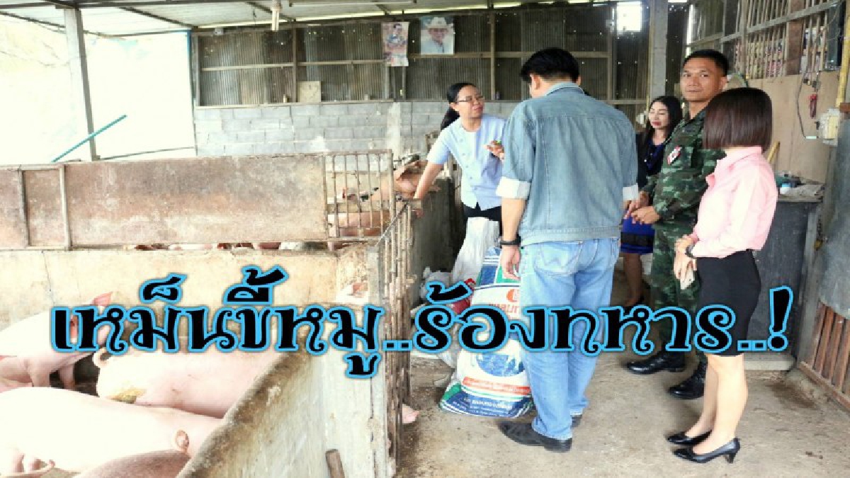 เรื่องหมูๆที่ไม่หมู..ชาวบ้านสุดทนเหม็นขี้หมูร้องทหาร สั่งแก้ไขด่วน