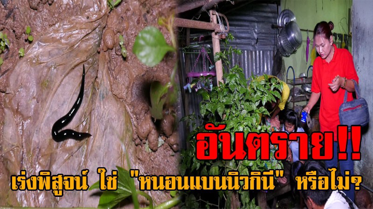 เตือนระวัง..!! เจ้าของคลิป พบ "หนอนแบนนิวกินี" หลังมีข่าวแพร่ระบาดในพื้นที่ 11 จว. เผยเป็นอันตรายต่อคน เร่งเก็บตัวอย่างส่งเกษตรฯพิสูจน์!?