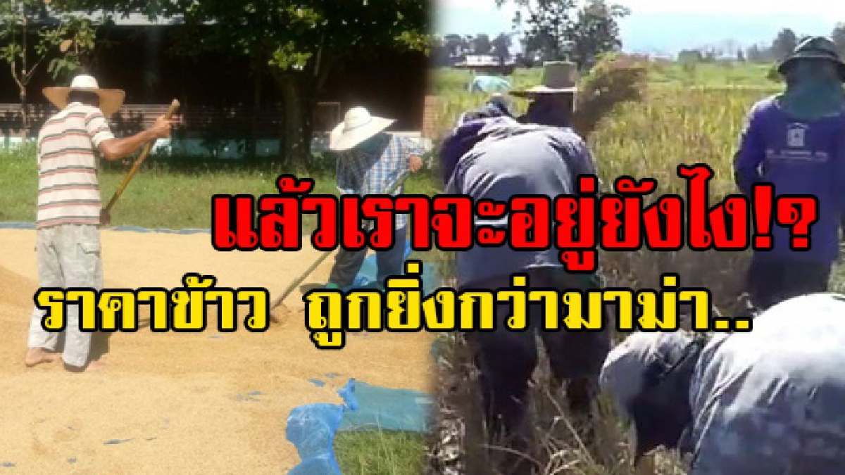 ราคาต่ำกว่าทุกปี!! เกษตรกรโอดครวญ ราคาข้าว ถูกยิ่งกว่า มาม่า แล้วแบบนี้เกษตรกรจะอยู่ยังไง