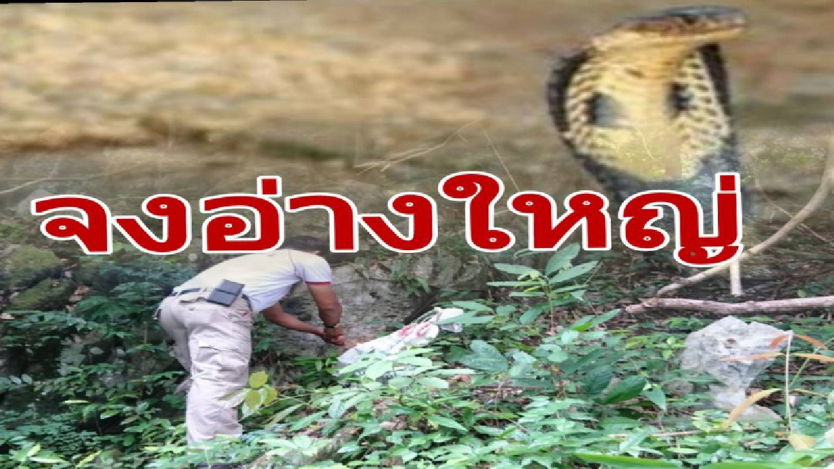 ชาวบ้านช็อค..!! เจองูจงอางใหญ่โผล่หลังร้านค้าชุมชน เชื่อเป็นงูเจ้าที่ รีบนำปล่อยศาลาถ้ำน้ำตุมปันทันที..