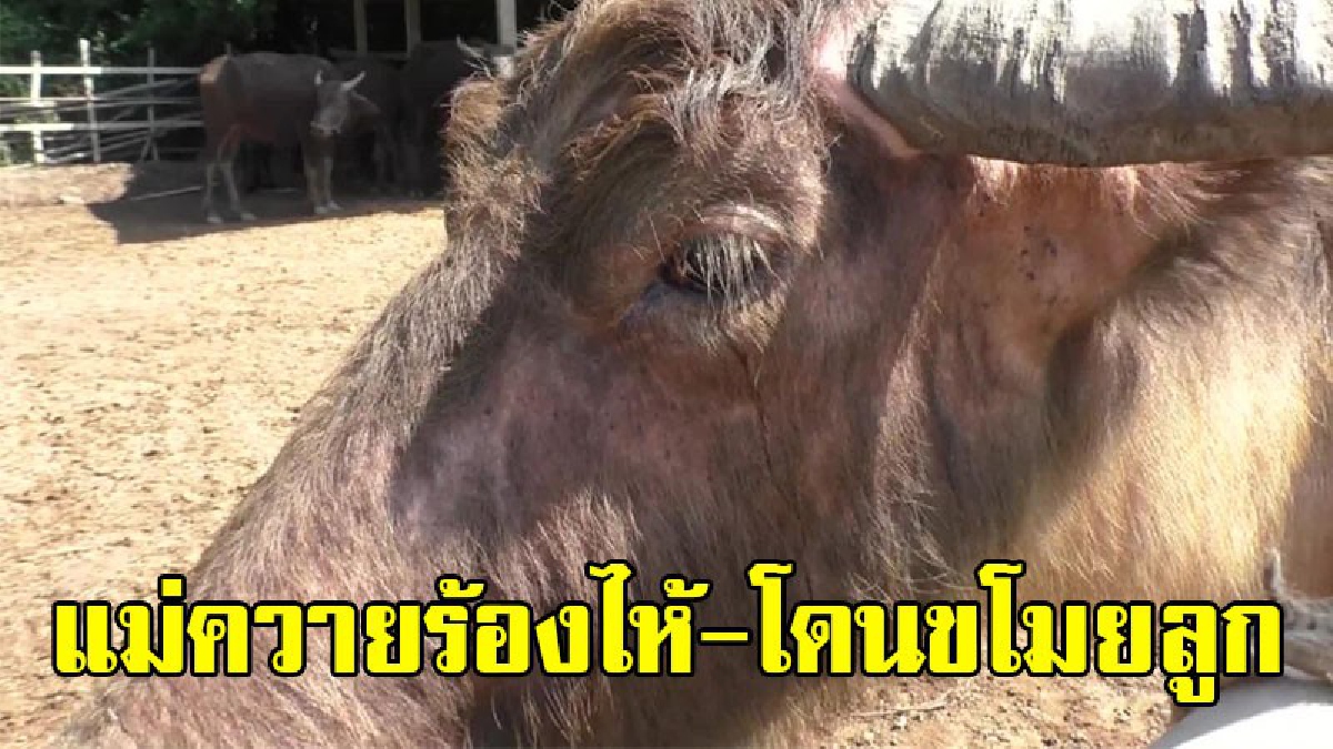 ลูกใครใครก็รัก..!! เปิดภาพสุดเศร้าใจ แม่ควายเผือกน้ำตาไหล "คิดถึงลูก" บางครั้งก็ส่งเสียงร้องหาลูก ที่โดนโจรใจร้ายขโมยไป..!?