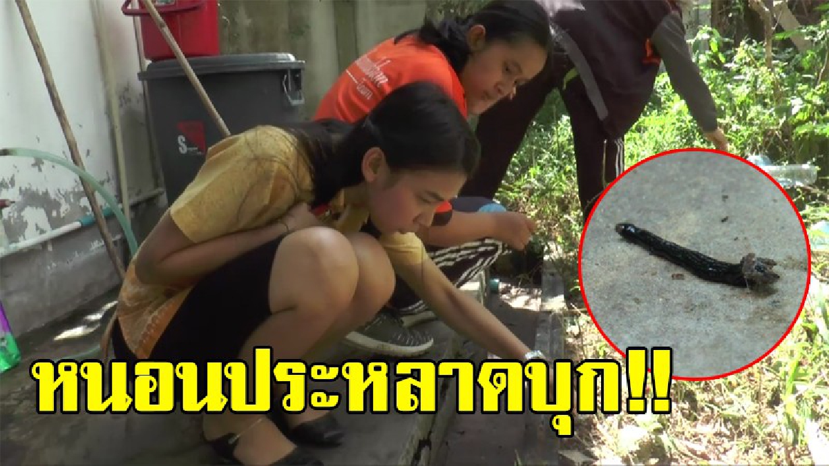หนอนประหลาดมาแล้ว!! . . บุรีรัมย์ ครูวอนหน่วยงานเกี่ยวข้องตรวจสอบหนอนประหลาดบุกกว่า 1,000 ตัวเกรง เข้าห้องพักหวั่นอันตราย