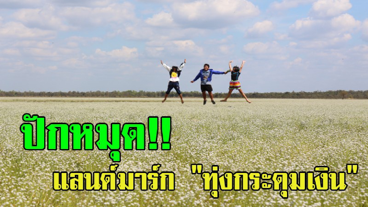 แลนด์มาร์คใหม่ เอาใจคนชอบถ่ายภาพ “ทุ่งดอกกระดุมเงินหนองหญ้าม้า” บานนับล้านๆดอก ที่ อุบลฯ