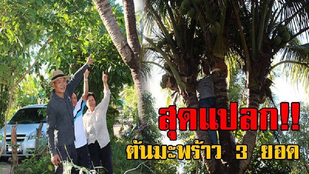 เกิดมาไม่เคยเห็น..!? พบต้นมะพร้าวประหลาดมี 3 ยอด ออกลูกดกมาก มีคนขอซื้อแต่เจ้าของไม่ยอมขาย เผยอยากเก็บไว้ให้ลูกหลานได้ดู..!!