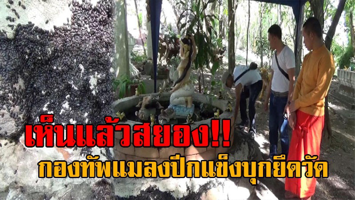 เล่นเอาขนลุกขนพอง..! พระ-เณรผวาหนัก ถูกกองทัพแมลงปีกแข็ง บุกยึดวัดนานกว่า 23 ปี เห็นแล้วต้องสยอง แม่เจ้าโว้ย..มันเยอะมาก!? (คลิป)